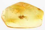 Detailed Fossil Spider (Araneae) In Baltic Amber #381571-1